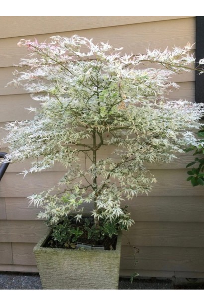 Клен укигумо в горшке на террасе.